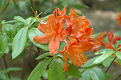 Hotspur Orange Azalea (Rhododendron 'Hotspur Orange') at Stonegate Gardens