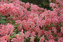 L.C. Fisher Azalea (Rhododendron 'L.C. Fisher') at A Very Successful Garden Center