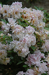 Mrs. Nancy Dippel Rhododendron (Rhododendron 'Mrs. Nancy Dippel') at Lakeshore Garden Centres