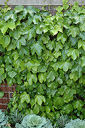 Veitch Boston Ivy (Parthenocissus tricuspidata 'Veitchii') at Wallitsch Nursery And Garden Center