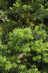 Hicks Yew (Taxus x media 'Hicksii') at Stonegate Gardens