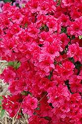 Hershey's Red Azalea (Rhododendron 'Hershey's Red') at Lakeshore Garden Centres