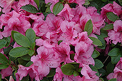 Hoosier Rose Azalea (Rhododendron 'Hoosier Rose') at Stonegate Gardens