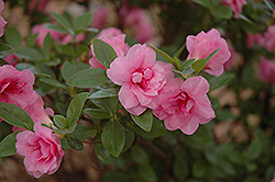 Rosebud Azalea (Rhododendron 'Rosebud') at Stonegate Gardens