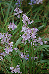 Pink Spanish Bluebell (Hyacinthoides hispanica 'Rosea') at A Very Successful Garden Center