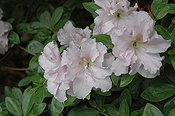 Susan Camille Azalea (Rhododendron 'Susan Camille') at Stonegate Gardens