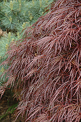 Red Select Cutleaf Japanese Maple (Acer palmatum 'Dissectum Red Select') at Stonegate Gardens