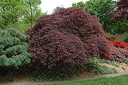Red Select Cutleaf Japanese Maple (Acer palmatum 'Dissectum Red Select') at Stonegate Gardens