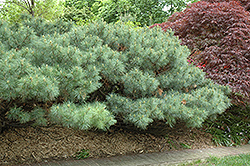 Dwarf White Pine (Pinus strobus 'Nana') at Stonegate Gardens