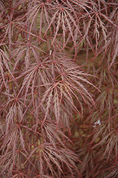 Purple-Leaf Threadleaf Japanese Maple (Acer palmatum 'Dissectum Atropurpureum') at Stonegate Gardens