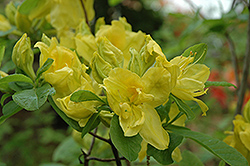 Umpqua Queen Azalea (Rhododendron 'Umpqua Queen') at Stonegate Gardens