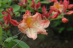 Kathleen Azalea (Rhododendron 'Kathleen') at Stonegate Gardens