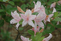Soir de Paris Azalea (Rhododendron 'Soir de Paris') at Stonegate Gardens