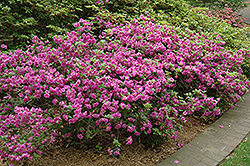 Schroeder's Lavender Rose Azalea (Rhododendron 'Schroeder's Lavender Rose') at Stonegate Gardens