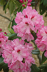 Madrid Rhododendron (Rhododendron 'Madrid') at Stonegate Gardens
