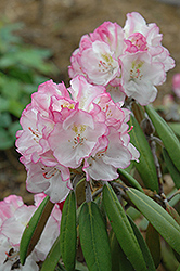 Ken Janeck Rhododendron (Rhododendron 'Ken Janeck') at Stonegate Gardens