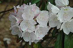 Mist Maiden Rhododendron (Rhododendron 'Mist Maiden') at Stonegate Gardens