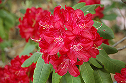 Burma Rhododendron (Rhododendron 'Burma') at Stonegate Gardens