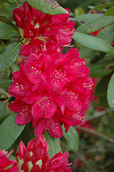 America Rhododendron (Rhododendron 'America') at Stonegate Gardens