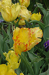 Texas Gold Parrot Tulip (Tulipa 'Texas Gold') at Stonegate Gardens