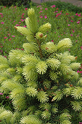 Colonial Gold Colorado Spruce (Picea pungens 'Colonial Gold') at Lakeshore Garden Centres