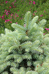 Walnut Glen Blue Spruce (Picea pungens 'Walnut Glen') at Stonegate Gardens