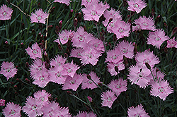 Bath's Pink Pinks (Dianthus 'Bath's Pink') at Stonegate Gardens