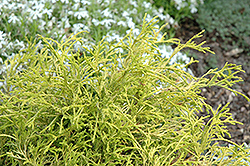 Kost's Yellow Falsecypress (Chamaecyparis pisifera 'Kost Yellow') at Stonegate Gardens