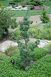 Blue Wave Japanese White Pine (Pinus parviflora 'Blue Wave') at Stonegate Gardens
