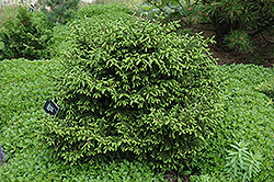 Nigra Compacta Oriental Spruce (Picea orientalis 'Nigra Compacta') at Stonegate Gardens