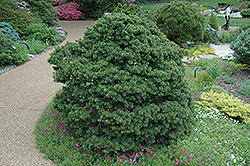Gregoryana Spruce (Picea abies 'Gregoryana') at Stonegate Gardens