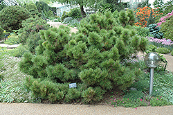 Pygmaea Japanese Black Pine (Pinus thunbergii 'Pygmaea') at Stonegate Gardens