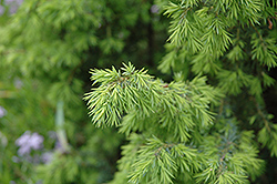 Golden Schnapps Juniper (Juniperus communis 'Golden Schnapps') at Stonegate Gardens
