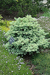 Walnut Glen Blue Spruce (Picea pungens 'Walnut Glen') at Lakeshore Garden Centres