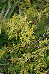 Weeping Golden Threadleaf Falsecypress (Chamaecyparis pisifera 'Filifera Aurea Pendula') at A Very Successful Garden Center