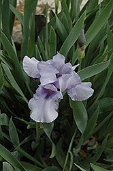 Garden Whisper Iris (Iris 'Garden Whisper') at Stonegate Gardens