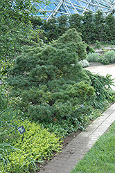Macopin Eastern White Pine (Pinus strobus 'Macopin') at Lakeshore Garden Centres