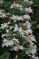 Beautybush (Kolkwitzia amabilis) at Stonegate Gardens