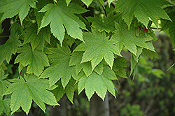 Vitifolium Fullmoon Maple (Acer japonicum 'Vitifolium') at Stonegate Gardens