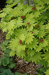 Golden Fullmoon Maple (Acer japonicum 'Aureum') at Stonegate Gardens