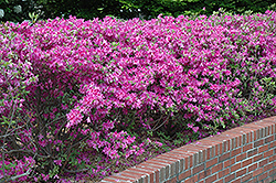Atlanta Azalea (Rhododendron kaempferi 'Atlanta') at Stonegate Gardens