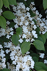Maries Doublefile Viburnum (Viburnum plicatum 'Mariesii') at Stonegate Gardens