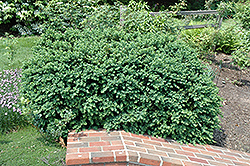 Natchez Boxwood (Buxus sempervirens 'Natchez') at Stonegate Gardens