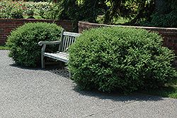 Pullman Boxwood (Buxus sempervirens 'Pullman') at Stonegate Gardens
