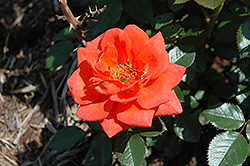 Brilliant Orange Rose (Rosa 'Brilliant Orange') at Stonegate Gardens