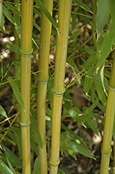 Yellow Grove Bamboo (Phyllostachys aureosulcata) at Lakeshore Garden Centres