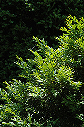Belleville Boxwood (Buxus sempervirens 'Belleville') at Lakeshore Garden Centres