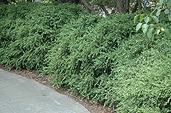 Wintergreen Boxwood (Buxus microphylla 'Wintergreen') at Stonegate Gardens
