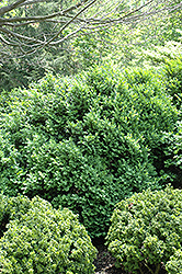 Henry Shaw Boxwood (Buxus sempervirens 'Henry Shaw') at Stonegate Gardens