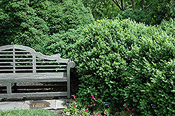 Edgar Anderson Boxwood (Buxus sempervirens 'Edgar Anderson') at Stonegate Gardens